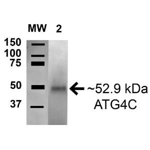 Western blot analysis of human Embryonic kidney epithelial cell line (HEK293T) lysate showing detection of 53 kDa ATG4C protein using Anti-ATG4C Antibody (A304856) at 1:1,000 for 16 hours at 4°C. Lane 1: Molecular Weight Ladder (MW). Lane 2: human HEK293T cell