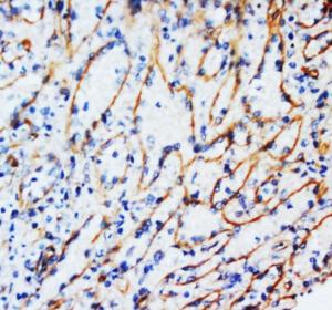 Anti-Vimentin Mouse Monoclonal Antibody [clone: VMT-24]