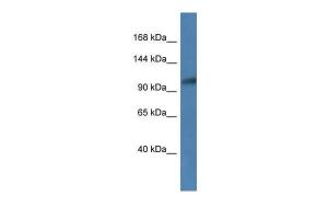 Anti-ANPEP Rabbit Polyclonal Antibody