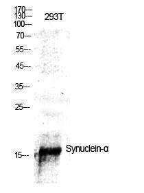 Anti-pan Synuclein Rabbit Polyclonal Antibody