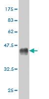 Anti-MCPH1 Mouse Monoclonal Antibody [clone: 5C9]