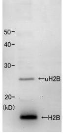 Anti-Histone H2B Antibod