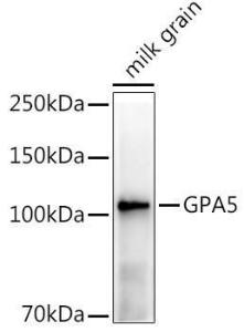 Anti-GPA5 Rabbit Polyclonal Antibody