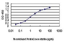 Anti-MAPK13 Mouse Monoclonal Antibody [clone: 2D8]