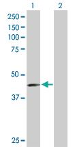 Anti-NECTIN3 Mouse Polyclonal Antibody