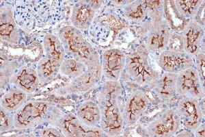 Immunohistochemistry analysis of paraffin-embedded rat kidney using Anti-Xanthine Oxidase Antibody [ARC1385] (A308953) at a dilution of 1:100 (40X lens). Perform microwave antigen retrieval with 10 mM Tris/EDTA buffer pH 9.0 before commencing with IHC staining protocol