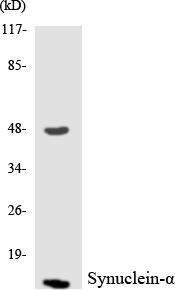 Western blot analysis of the lysates from RAW264.7 cells using Anti-Synuclein-alpha Antibody