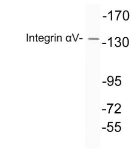 Antibody anti-integrin alphav 100 µg