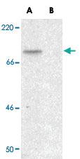 Anti-GAREML Rabbit Polyclonal Antibody