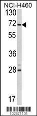 Anti-USP21 Rabbit Polyclonal Antibody (PE (Phycoerythrin))