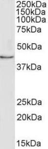 Anti-MFGE8 Antibody (A82830) (1 µg/ml) staining of MCF7 cell lysate (35 µg protein in RIPA buffer) Primary incubation was 1 hour Detected by chemiluminescence