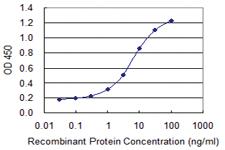 Anti-MAP4 Mouse Monoclonal Antibody [clone: 7C9]