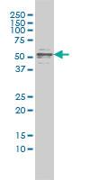 Anti-CFLAR Mouse Monoclonal Antibody [clone: 2F12]