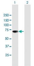 Anti-RUFY1 Mouse Polyclonal Antibody