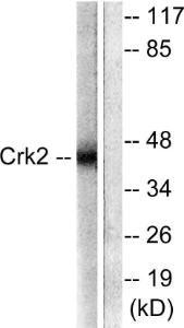 Western blot analysis of lysates from COS7 cells using Anti-CrkII Antibody. The right hand lane represents a negative control, where the antibody is blocked by the immunising peptide