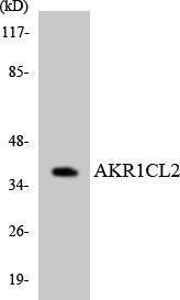 Anti-AKR1CL2 Rabbit Polyclonal Antibody