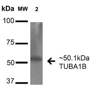 Antibody A304857-100 100 µg