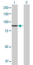 Anti-MARK3 Mouse Polyclonal Antibody