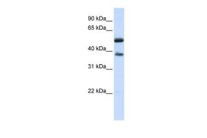 Anti-LRRC24 Rabbit Polyclonal Antibody