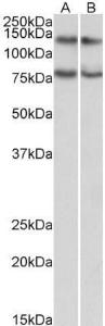 Anti-CAPRIN1 Goat Polyclonal Antibody