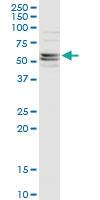 Anti-CFLAR Mouse Monoclonal Antibody [clone: 2F12]