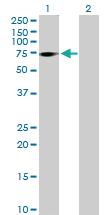 Anti-ZNF571 Mouse Polyclonal Antibody