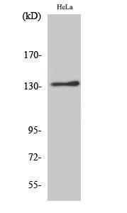 Antibody anti-integrin alphav 100 µg