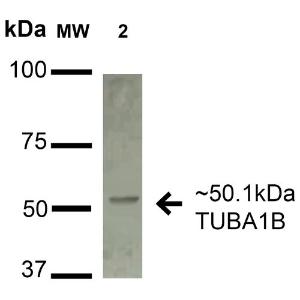 Antibody A304857-100 100 µg