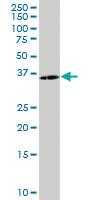 Anti-PCSK1N Mouse Polyclonal Antibody