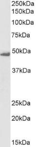 Anti-FLOT1 Antibody (A82833/Biotin) (1 µg/ml) staining of K562 lysate (35 µg protein in RIPA buffer), exactly mirroring its parental non-biotinylated product. Primary incubation was 1 hour. Detected by chemiluminescence, using streptavidin-HRP and using NAP blocker as a substitute for skimmed milk