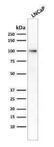 Western blot analysis of human LNCaP cell lysate using Anti-PSMA Antibody [FOLH1/2354]