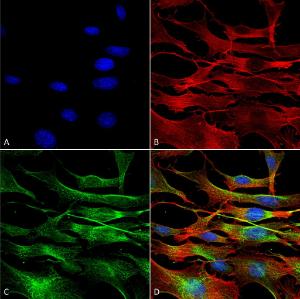 Antibody A304857-100 100 µg