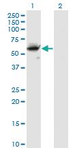 Anti-CFLAR Mouse Monoclonal Antibody [clone: 2F12]