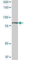 Anti-RUFY1 Mouse Polyclonal Antibody