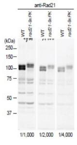 Anti-Rad21 Antibody