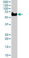 Anti-WAS Goat Polyclonal Antibody