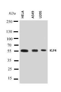 Anti-KLF4 Rabbit Antibody