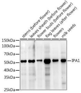 Western blot analysis of extracts of various tissues from the japonica rice (Oryza sativa L. ) variety Zhonghua 11, using Anti-SPL14 Antibody (A309988) at 1:1,000 dilution. The secondary antibody was Goat Anti-Rabbit IgG H&L Antibody (HRP) at 1:10,000 dilution.