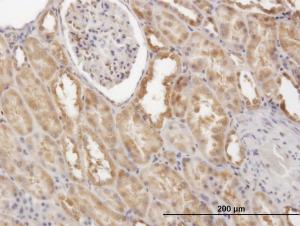 Anti-CFLAR Mouse Monoclonal Antibody [clone: 2F12]