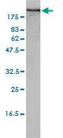 Anti-FLNA Mouse monoclonal antibody [clone: 4E10-1B2]