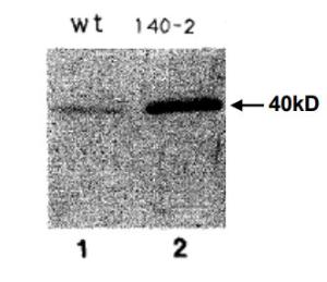 Anti-Sds22 Antibody