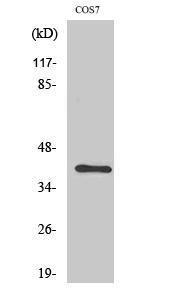 Western blot analysis of various cells using Anti-CrkII Antibody