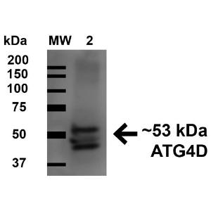 Western blot analysis of human Cervical cancer cell line (HeLa) lysate showing detection of 52.9 kDa ATG4D protein using Anti-ATG4D Antibody (A304858) at 1:1,000 for 1 hour at room temperature. Lane 1: Molecular Weight Ladder (MW). Lane 2: human HeLa cell