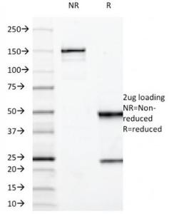 Anti-MUC3 antibody