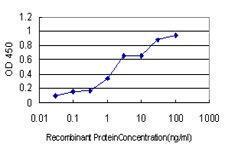 Anti-USP33 Mouse Monoclonal Antibody [clone: 5B5]