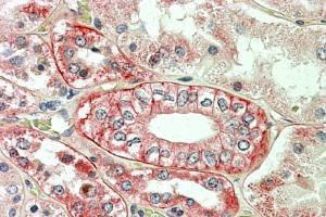 Anti-FLOT1 Antibody (A82834) (3.8 µg/ml) staining of paraffin embedded Human Kidney. Steamed antigen retrieval with citrate buffer pH 6, AP-staining