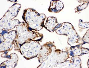 Anti-Annexin A1 Rabbit Polyclonal Antibody