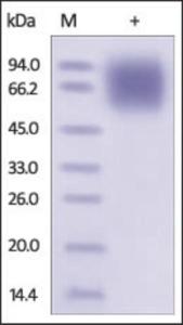 The purity of rh LAMP1 / CD107a was determined by DTT-reduced (+) SDS-PAGE and staining overnight with Coomassie Blue.