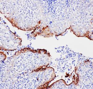 Anti-Annexin A1 Rabbit Polyclonal Antibody