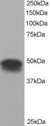 Anti-FLOT1 Antibody (A82834) staining (0.3 µg/ml) of H460 lysate (RIPA buffer, 35 µg total protein per lane). Primary incubated for 1 hour. Detected by western blot using chemiluminescence